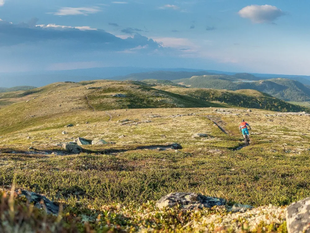 Fjellbu