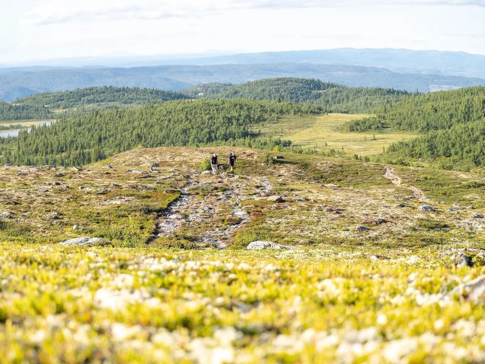 Fjellsol