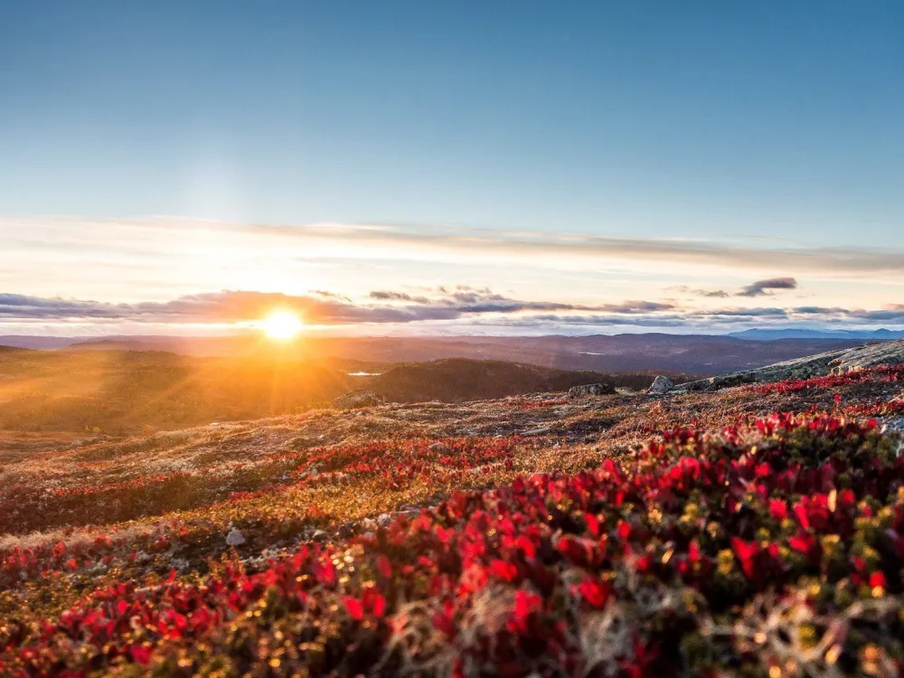 Fjellbris