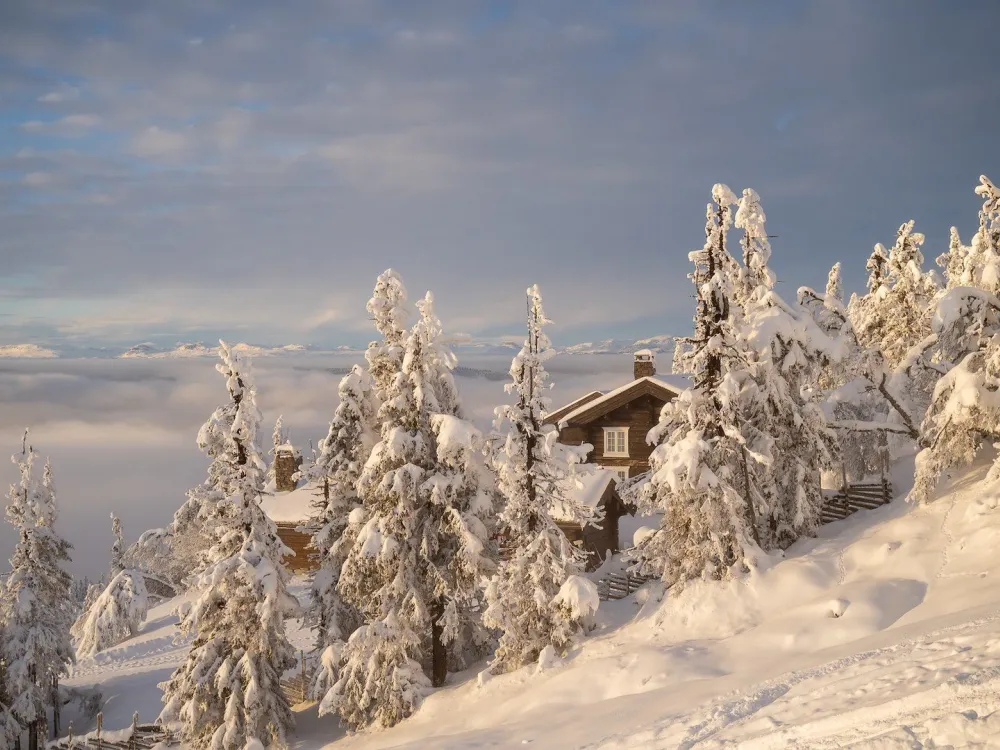 Fjellreven