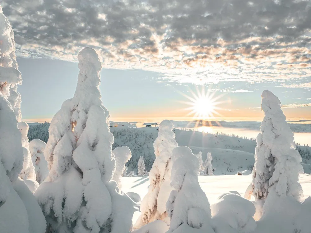 Fjellhvil
