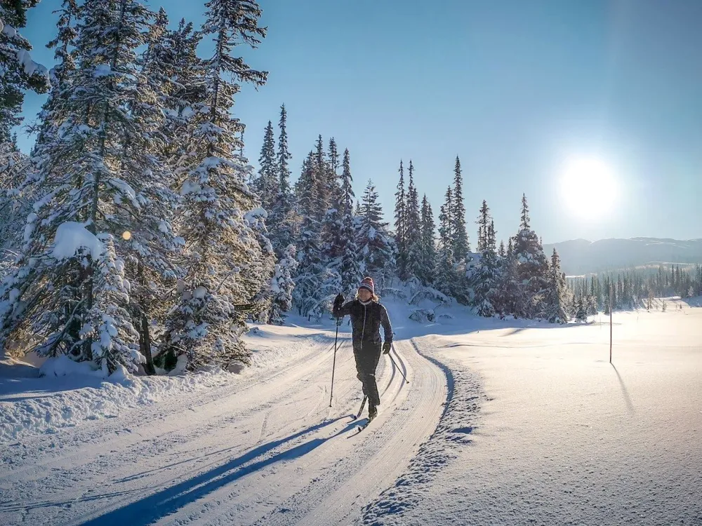 Fjellhvil